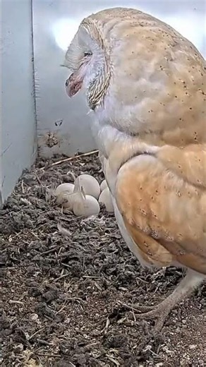 🦉🐭 Unbelievable Moment! Barn Owl Gulps Down a Vole Next to Her 7 Eggs
