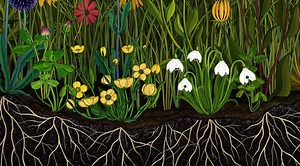 The Continuous Lifecycle of Flowers Explained in a Lushly Illustrated Botanical Animation for Children