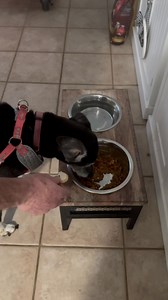 Happy Doggies #Treats #Dogs | Life With Annie