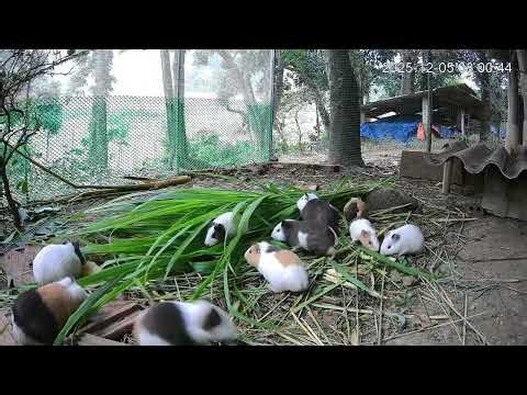 Mice Eat Apples With Grass