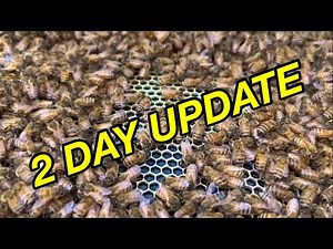 7 Frame APIMAYE | PREMIER Foundation | HIVE ALIVE | 1st 2 days | How are the BEES?