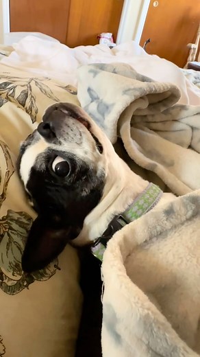 The best medicine- cuddles and kisses. Music by Robert Palmer- “Bad Case of Loving You (Doctor, Doctor)” is a 1978 song, written and originally recorded by Moon Martin and sung a year later by Robert Palmer. The song became one of Palmer’s definitive hits. #Bootsthedog#kitty #robertpalmer#badcaseoflovingyou #doctordoctor #bostonterrier #medicine #cure #pets#🐶 #🐈‍⬛ #dogkiss #cuddles #1970smusic #70smusic #musicheals | Missmissyphilly