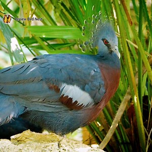 30K views · 5.3K reactions | So Cute Victoria crowned pigeon birds | Review Bird Nest | Facebook