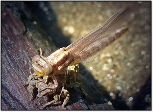 What is the Difference Between Dragonflies and Damselflies?
