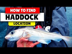 Assassin's Creed Valhalla How to find HADDOCK Small-Regular-Big