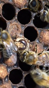 20K views · 4.2K reactions | A new drone joins the hive!  #california #bees #drone #beekeeper #beekeeping #savethebees #insects #animals | California Bee Company | Facebook
