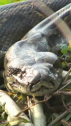 The largest python I have ever seen #wildlife #wild #wildanimals #python #katarniaghat | Unwildindia