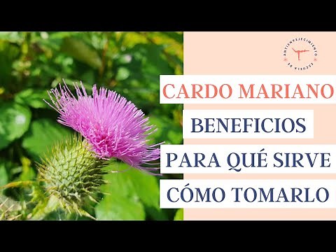 🌷 CARDO MARIANO: para qué sirve, 7 beneficios + cómo tomarlo