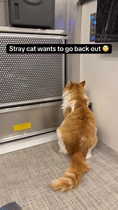 I will not stop bragging about having thumbs. Backpack craves adventure, he wants to come and go as he pleases 😂. My presence is apparently not enough for him. | Ashley Gutermuth