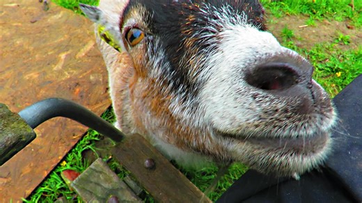 Sky loves her scratching posts! | Mia, the cutest baby goat in all of Denmark