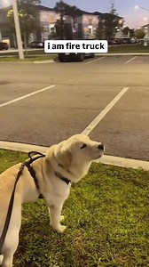 1.6M views · 98K reactions | funny dogs Comp 藍 episode 408 | Respect Life | Facebook