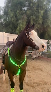 43K views · 4.6K reactions | The equestrian section on @temu has me adding to cart so quick 朗 I highly recommend checking out the light up Tack great for extra safety on night rides or for holiday lights on your horse!  ➡️ Click link: https://app.temu.com/k/uticwrr00in or search my code dqp2627 on the Temu App to get the extra discount! #temu #temufinds #equestrian #horses #horseriding | Ivette Saucedo Page | Facebook