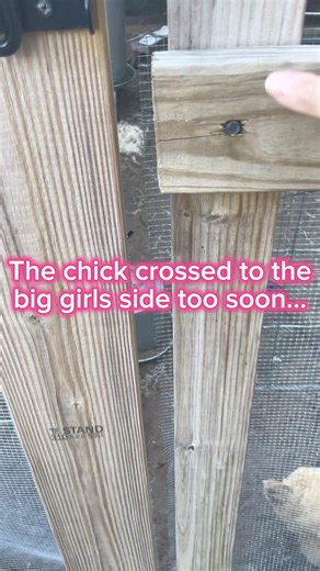 🐔POV: you end up on the wrong side of the chicken run #backyardchickens #immediateregret
