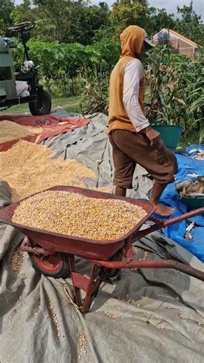 Modern agricultural tools for removing corn kernels-Agriculture farming #shorts