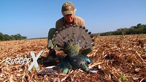 343K views · 1K reactions | Turkey time flashback! Check out this episode from J Alain’s TV show days when he ventured after the rare Ocellated Turkey of Mexico’s Yukatan Peninsula! More wild turkey than you have ever seen on one show! Global Rescue @lLink's Wild Safaris Safari Club International - SCI Pivotel America Inc Pepi Family Taxidermy Boyt Harness Company Gunwerks Kryptek Outdoor Group #swiftbullets | J Alain Smith | Facebook