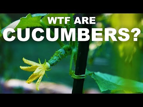 Cucumbers are melons, and sometimes they explode