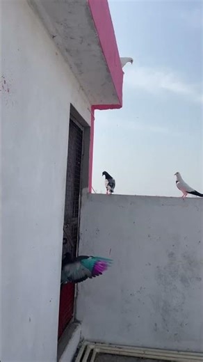 Naya kabootar 🥰#kabutar #pigeon #birds #rabbit #tigerpigeon #kabutarbazi #pets #petsvlog#vlogs