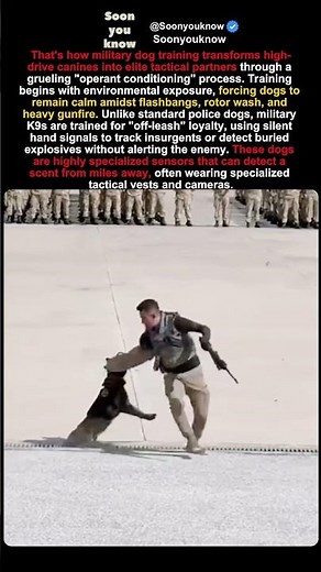 Why Military K9s are "Special Forces" with Four Legs!