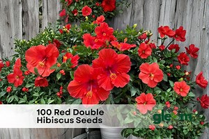 100 Red Double Hibiscus Seeds | Tropical Full Petal Blooms | Exotic Garden Flower Seeds - Etsy
