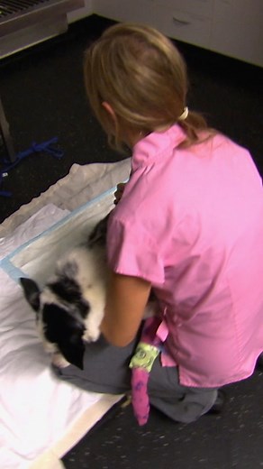 Athletic dog's back legs are suddenly paralyzed! 😰 | Bondi Vet