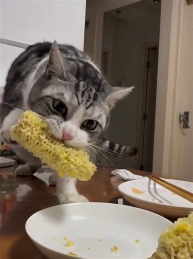 Funny Cute Cat Video