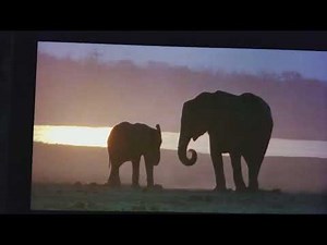 Disney Whispers an Elephants Tale (Part 12)