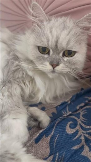 お目覚めりんちゃん♡ #cat #にゃんグラム #cute #モジャ #ねこ動画 #子ネコ #猫好きさんと繋がりたい