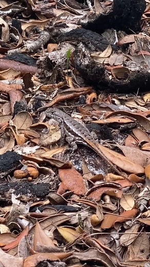 Check out this exciting Florida scrub lizard discovery! #Conservation #WildlifeResearch #FloridaWildlife #Herpetology | FWC Fish and Wildlife Research Institute