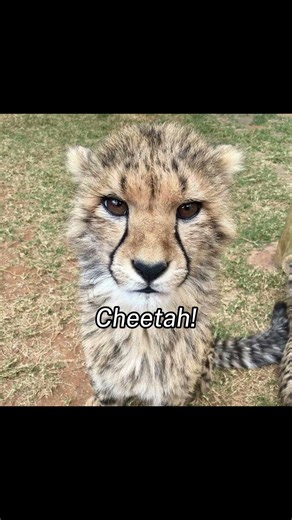 Yunju turn into animals! #fypシ゚viral #illit #dontflop #goviral #yunju #yunahillit #minjuillit💗