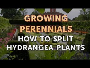 How to Split Hydrangea Plants