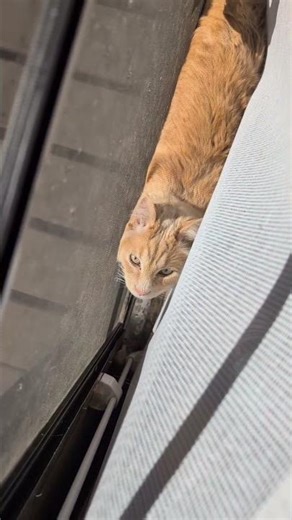 I just wanted fresh air… the cats chose chaos