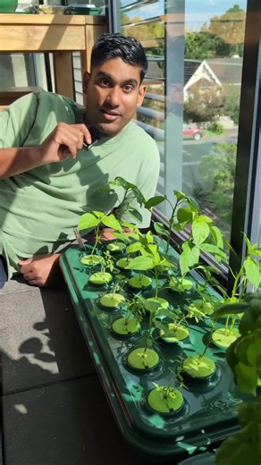 Chilli progress in hydroponic basins