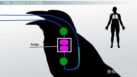 The Significance of Physiological Processes in Animals