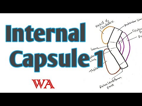 Internal Capsule 1- (Shape,parts and relations) [World of Anatomy]