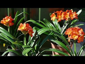 Clivia Update 2023 (With Flowering Time Lapse)