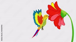 a hummingbird colibri hovered in front of a red flower