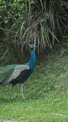 Indian peafowl #birds | Review Birds News | Facebook