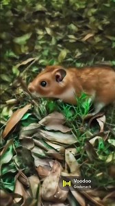 Edward fluffy cheeks exploding the backyard #hamster #cutehamsterdoing #hamsteraccessories