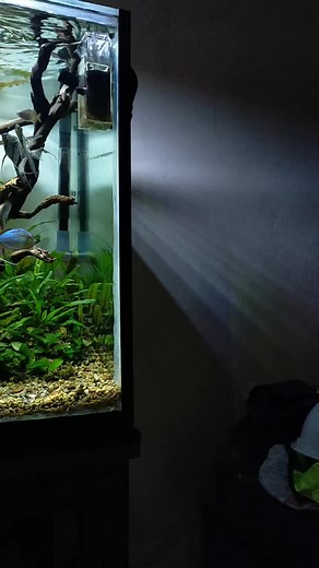 Explore the World of Aquascaping and Aquarium Aesthetics