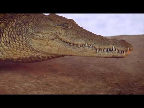 آليات هجوم الحيوانات المفترسة| ناشونال جيوغرافيك أبوظبي