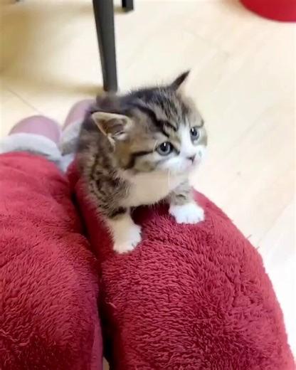 Aww so lovely baby kitty