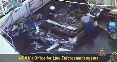 Shark DNA Helps Catch Poachers