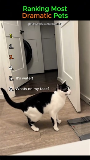 Ranking Most Dramatic Pets