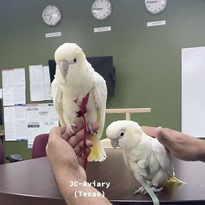 10K views · 183 reactions | The sweetest and most affectionate babies we have ever had 殺❤️ •Philippines  red-vented cockatoos•  • • • • For questions please see our website or call us anytime 512-956-0937 ❤️ (www.Jcaviary.com) No text/dms #redventedcockatoo #philippinescockatoo #cockatoo #babycockatoos #babybirds #birdtraining #aviatorharnesstraining #cockatoosofinstagram #cacatuahaematuropygia | JC Aviary | Facebook
