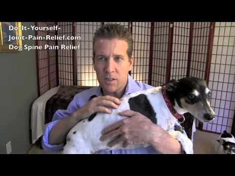 Dog Spine Pain Relief