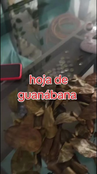 Hojas de guanábana: para qué sirven y cómo usarlas