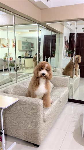 Arf arfarf arf? #fyp#dog | dog video