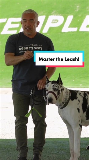 New YouTube Video! How to Master the Leash! #dogtraining #dog #dogtiktok