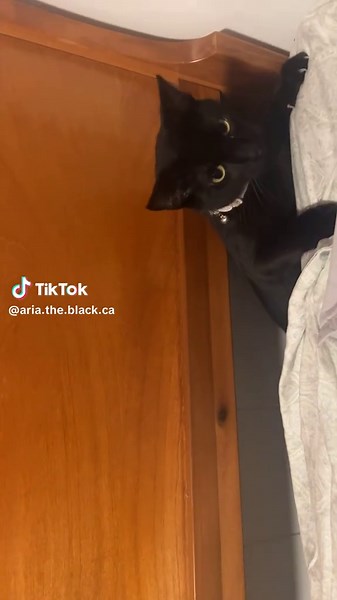 I am a demon under your bed. #catsoftiktok #blackcat #foryourpage #sleep #kittensoftiktok #blackcatsoftiktok #trend #pets