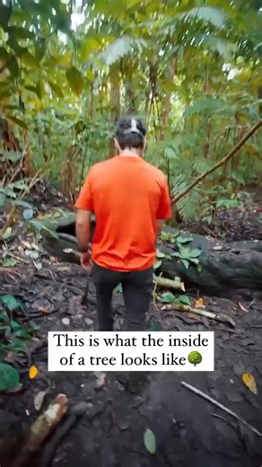 This is what the le I of a eree looks li - iFunny